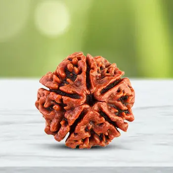 5Mukhirudraksha.webp
