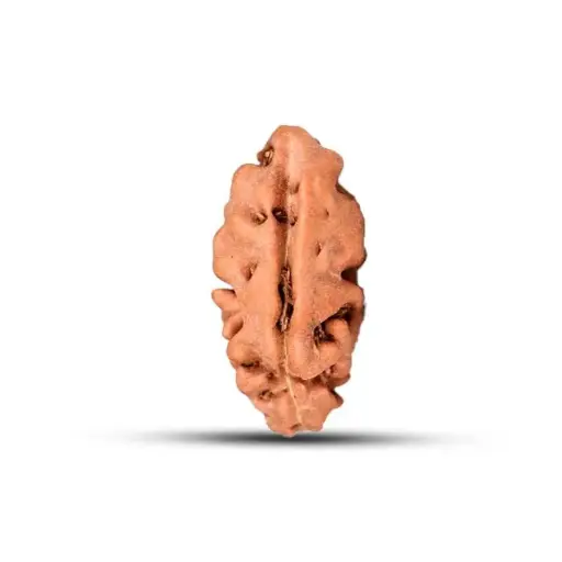 1 Mukhi(Face) Indonesia Rudraksha Bead Lab Tested