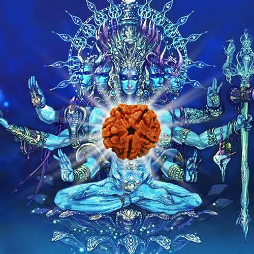 5 Mukhi(Face) Rudraksha Bead Lab Tested