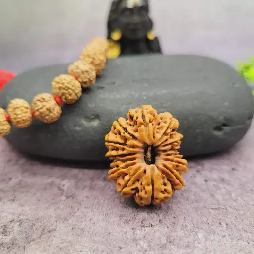 14 Mukhi (Face) Nepali Rudraksha Bead Lab Tested