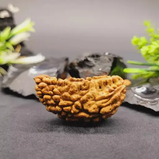 1 Mukhi(Face) Rudraksha Bead Lab Tested